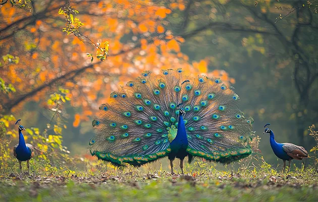 Oberoi Reality Sector 58 Image